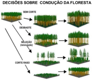Tipos de intervenção e como isso afeta a colheita florestal