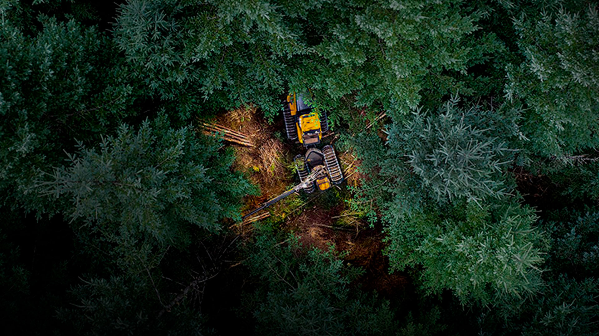 Enfrentando as mudanças climáticas práticas modernas na silvicultura e colheita florestal